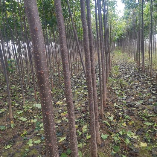 尉氏县秋季大量供应3—8公分精品金丝楸树