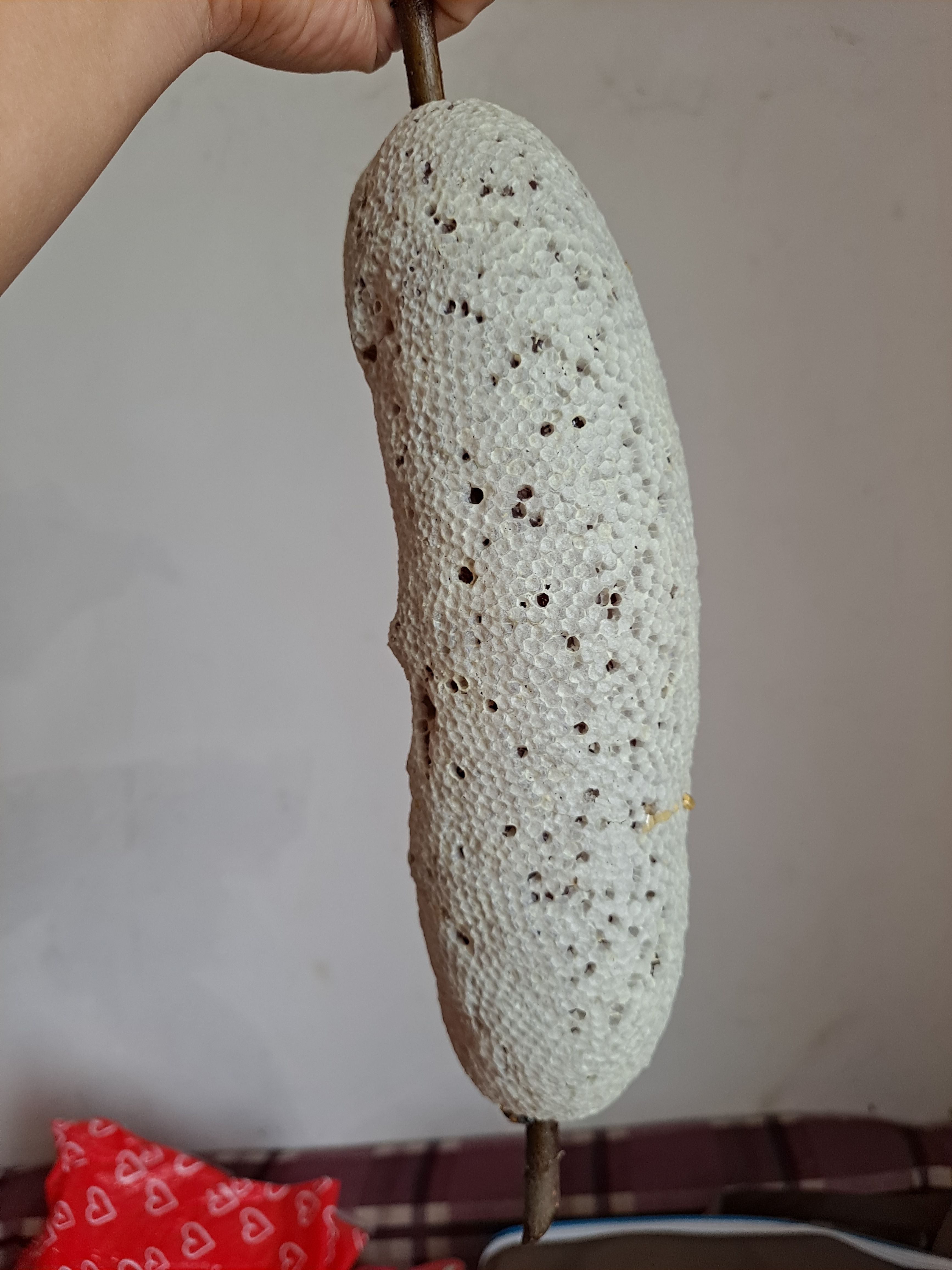 马蜂蛹 马蜂批发。马蜂涌。蜂蜜。小挂蜜。黄脚，七里。黄腰。黑尾。黑盾
