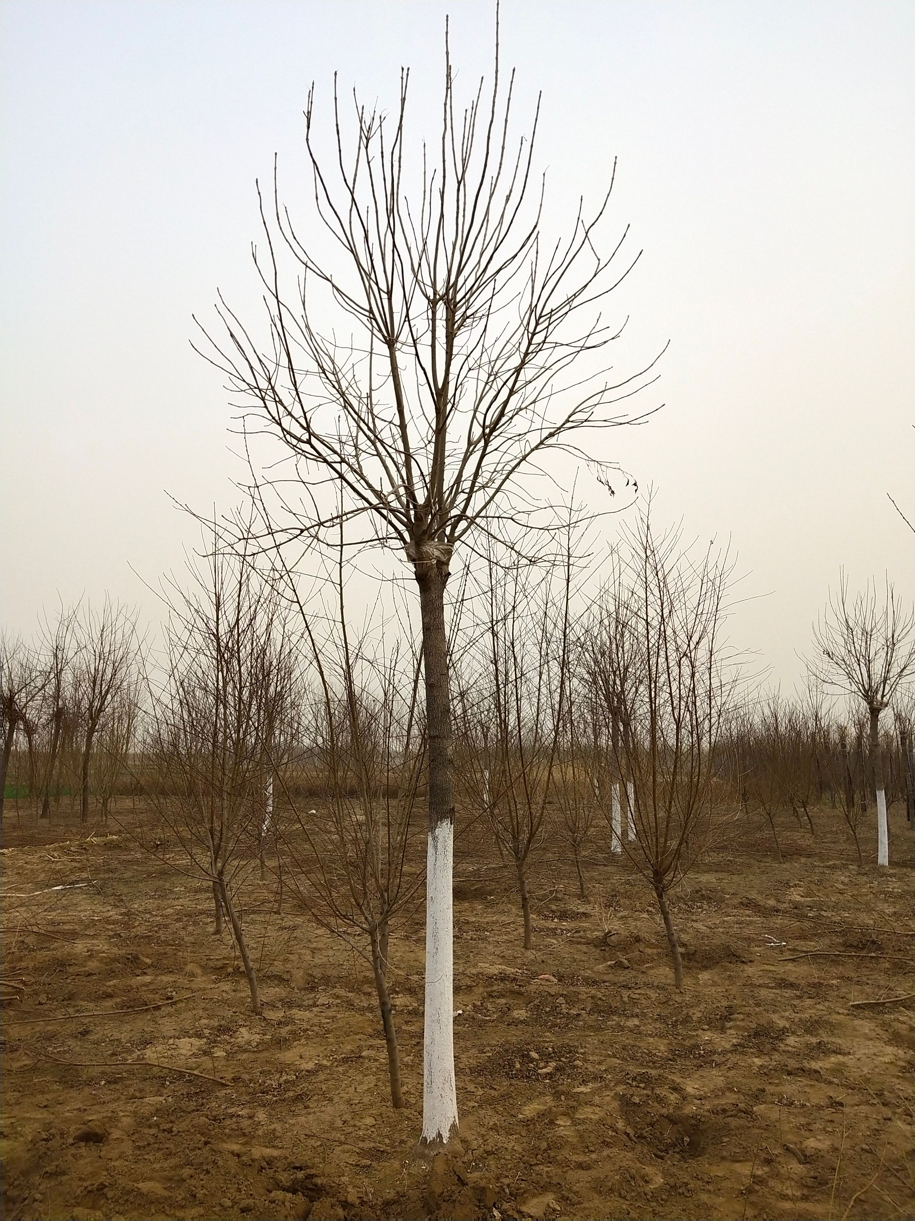  6－15公分金叶白蜡 苗圃直销 大量出售！