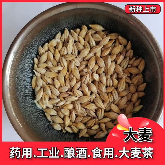 沭阳县大麦种子  大麦种籽芽苗菜种子大麦若叶青汁榨汁大麦苗优质大麦