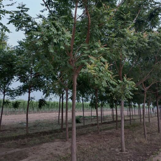 博野县 6公分栾树