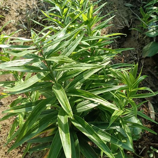 大竹县姜形多花多芽甜黄精不倒苗品种，三年块茎带苗销售，基地直供