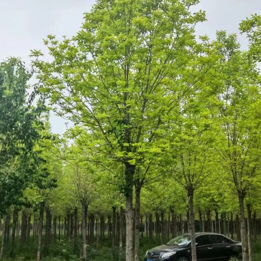 博野县 6公分金叶白蜡
