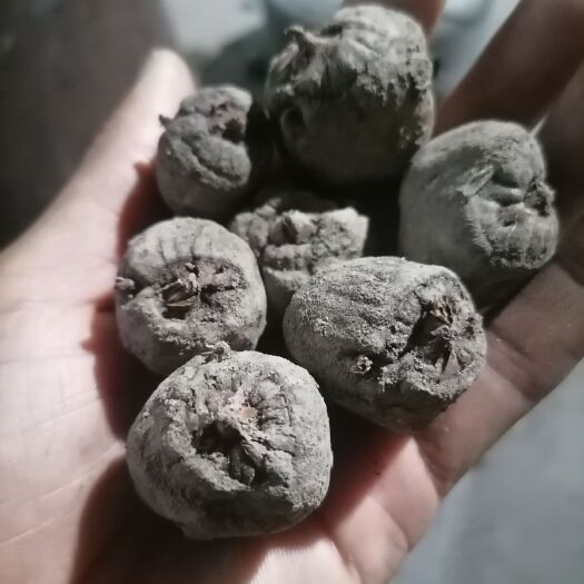 镇雄县魔芋种子 
