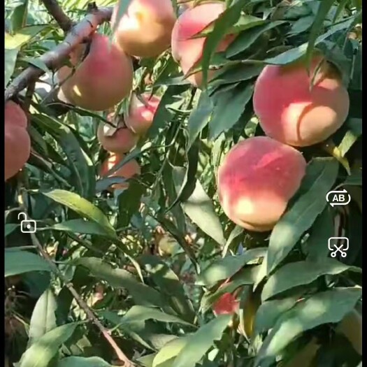 邯郸映霜红蜜桃 河北省邯郸市永年区 