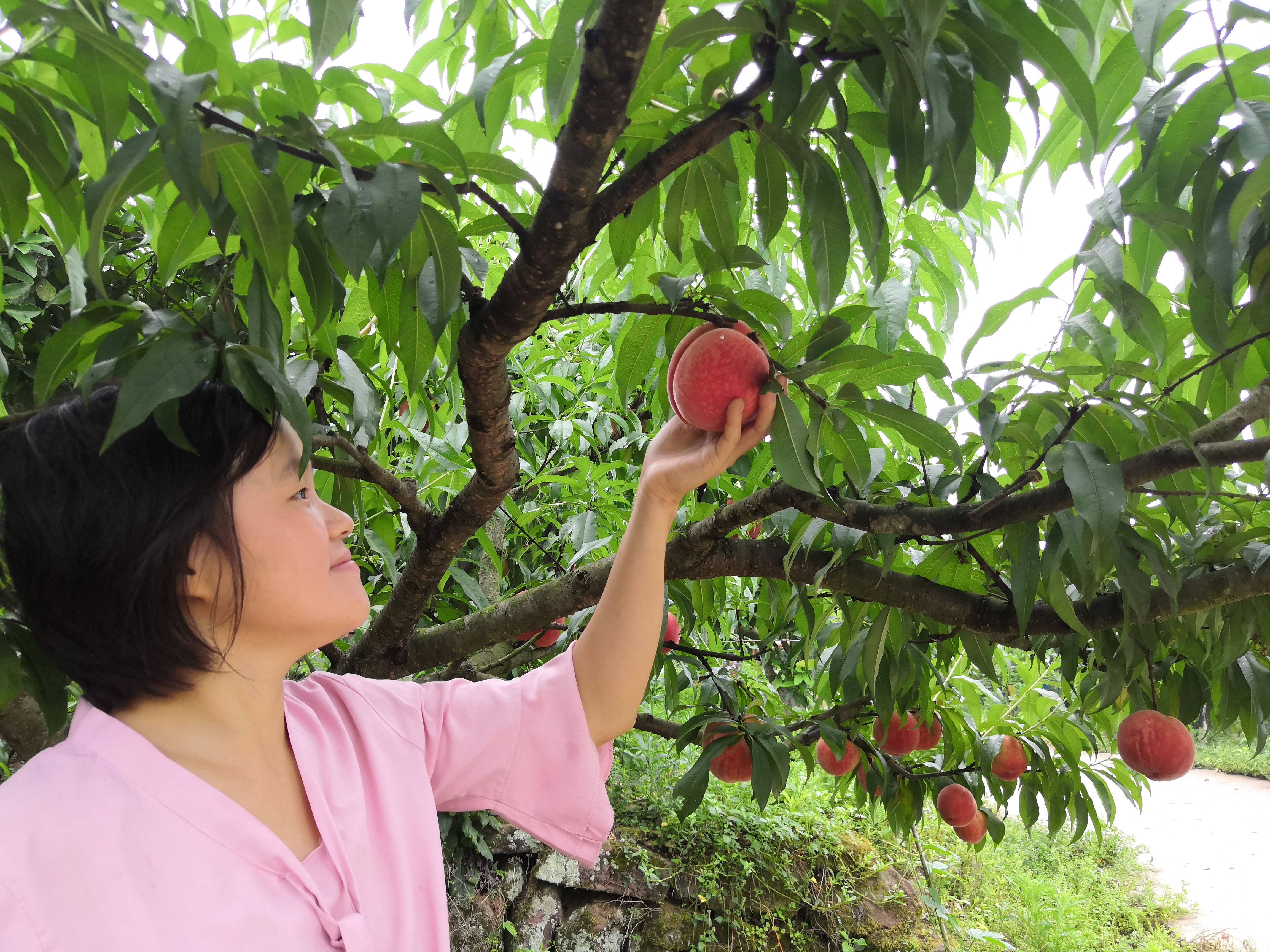 毛桃苗  中華水蜜桃樹白鳳桃晚熟脆桃苗晚白桃產(chǎn)地直供量大優(yōu)惠