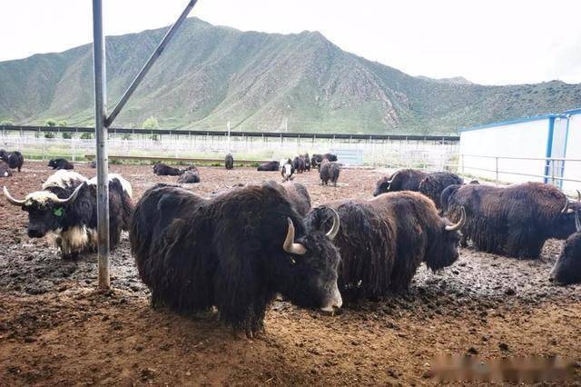 大通县 育肥牦牛