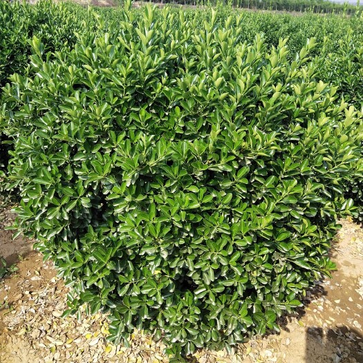 博野县 大叶黄杨球 80－150厘米冠幅 大量出售！质优价廉！