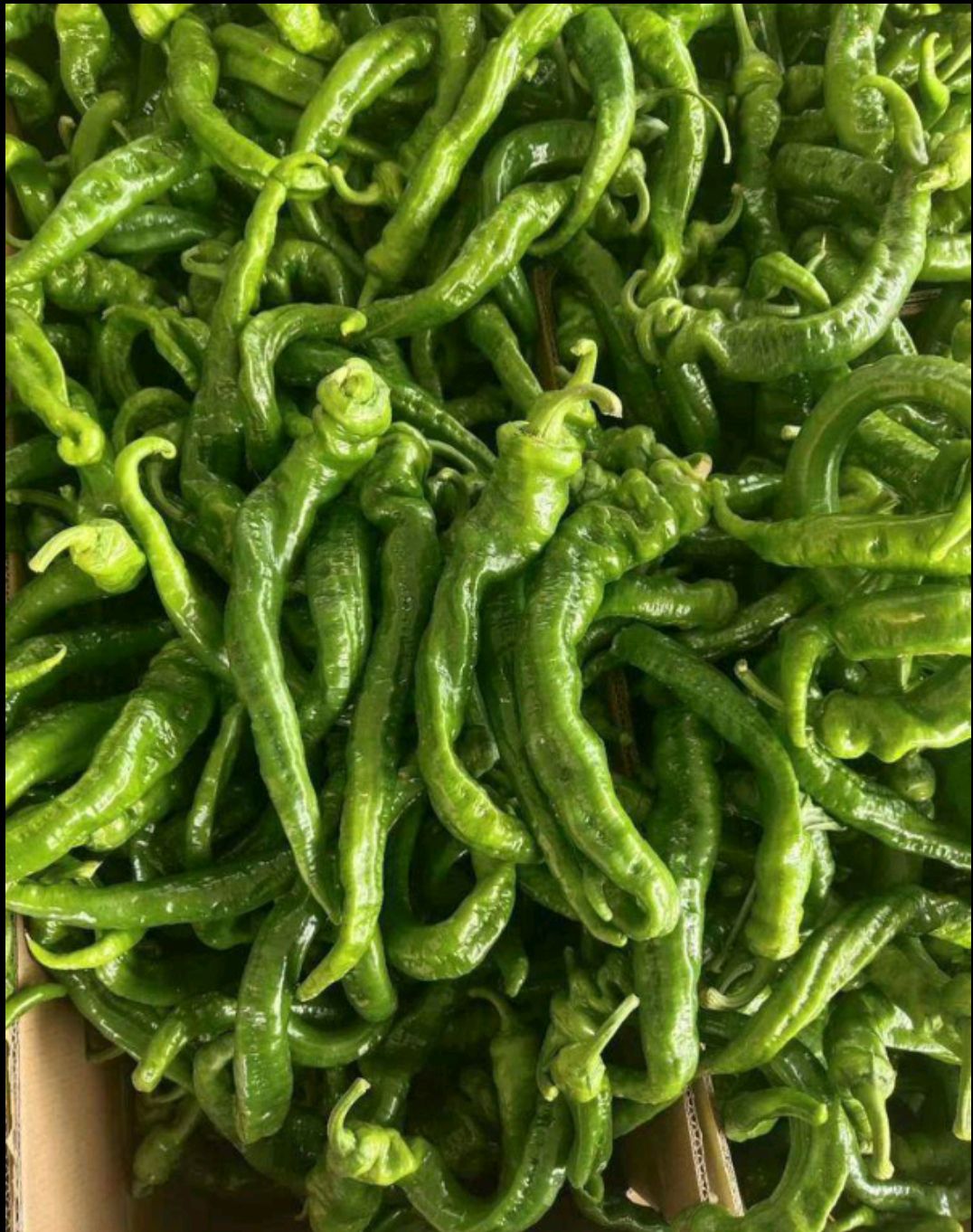 辣椒  色泽光艳，质量保证，量大从优！