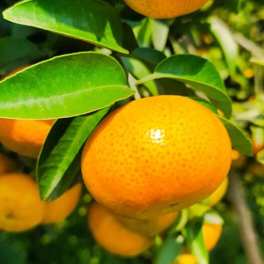 资阳沙糖桔