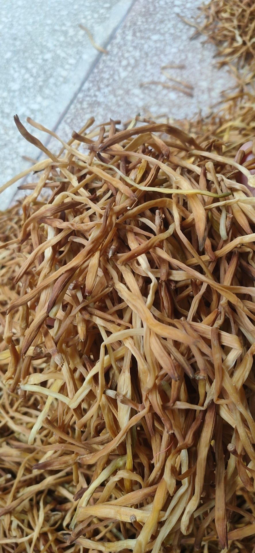 猛子花  湖南祁东本地菜，无杂菜，烂菜，菜质纯！