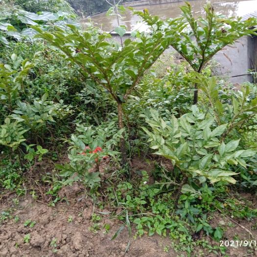 威信县魔芋 云南省昭通市威信县 