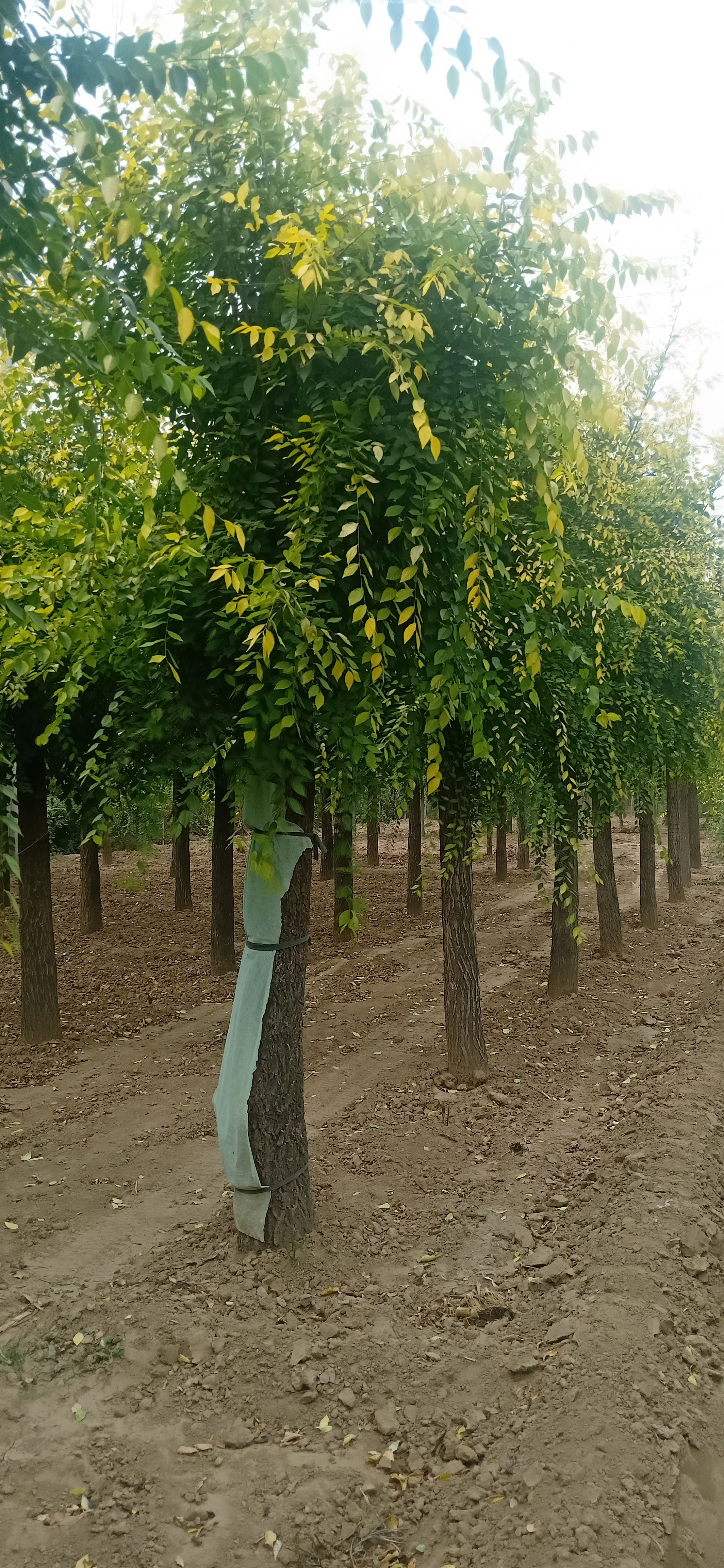  8－15公分金叶榆 苗圃长年销售金叶榆 3－8公分矮接金叶榆