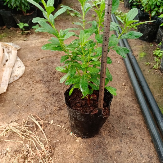 西洋杜鹃  杜鹃比利时杜鹃花苗四季开花盆栽花卉植物室内庭院阳