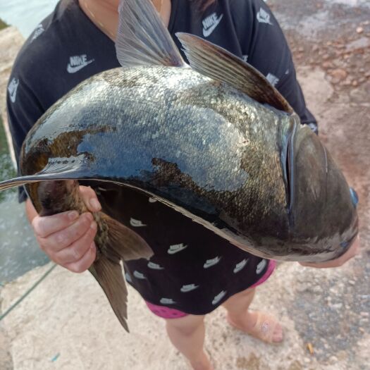 武宁县花白鲢 西海有机花鲢规格3到7斤