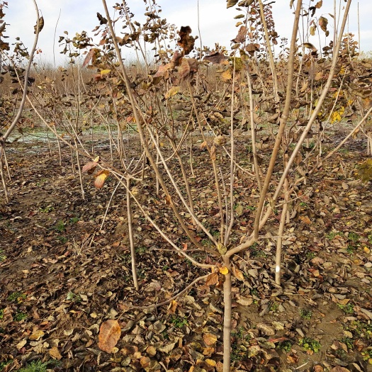 博野县红叶黄栌 黄栌树 苗圃直销 2－10公分有货 黄栌树质优价廉？