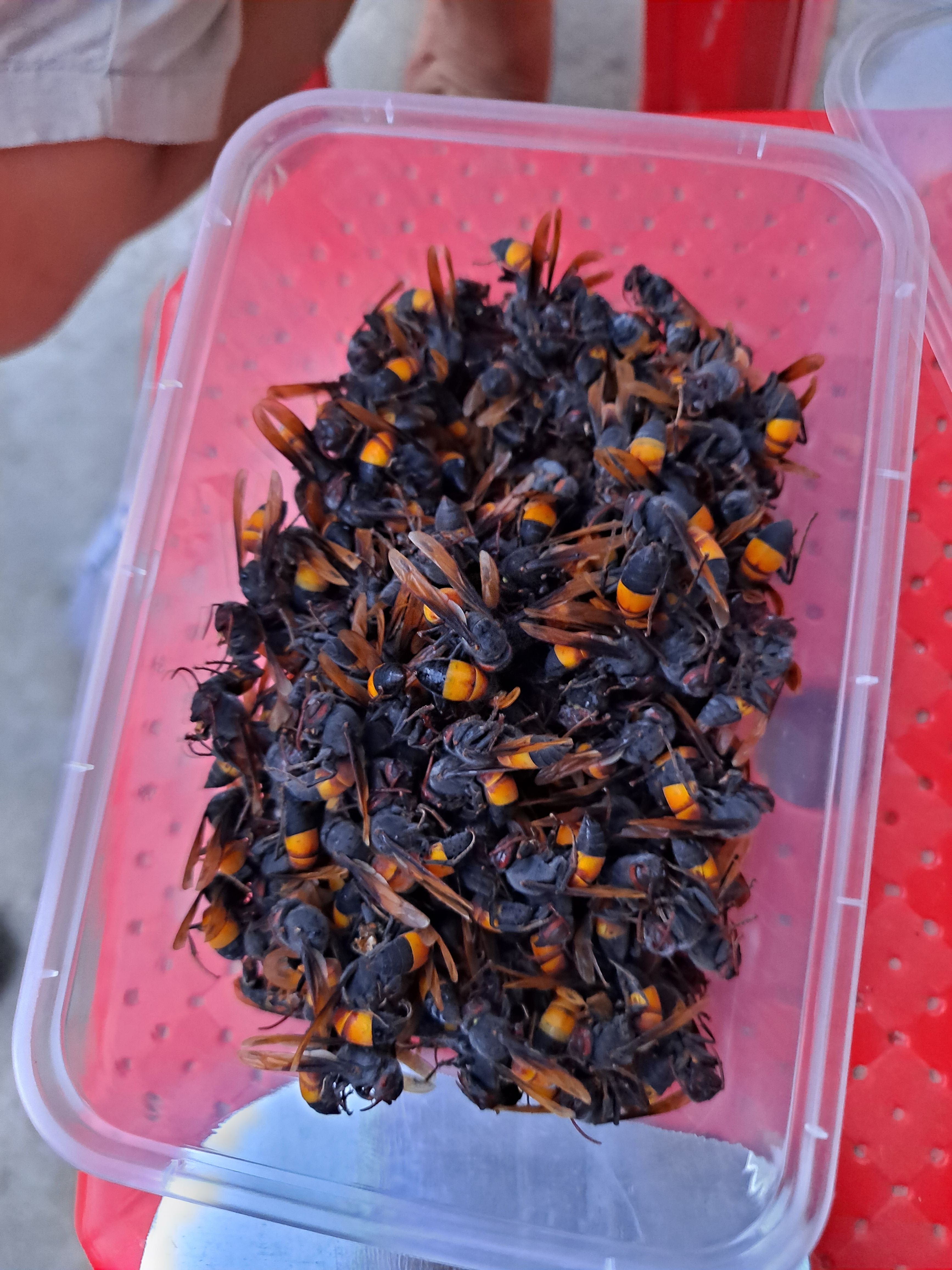 马蜂蛹 马蜂批发。马蜂涌。蜂蜜。小挂蜜。黄脚，七里。黄腰。黑尾。黑盾