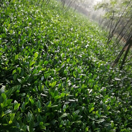 营山县栀子花苗 大叶栀子花苗 小叶栀子花苗都有 基地直发品质有保证