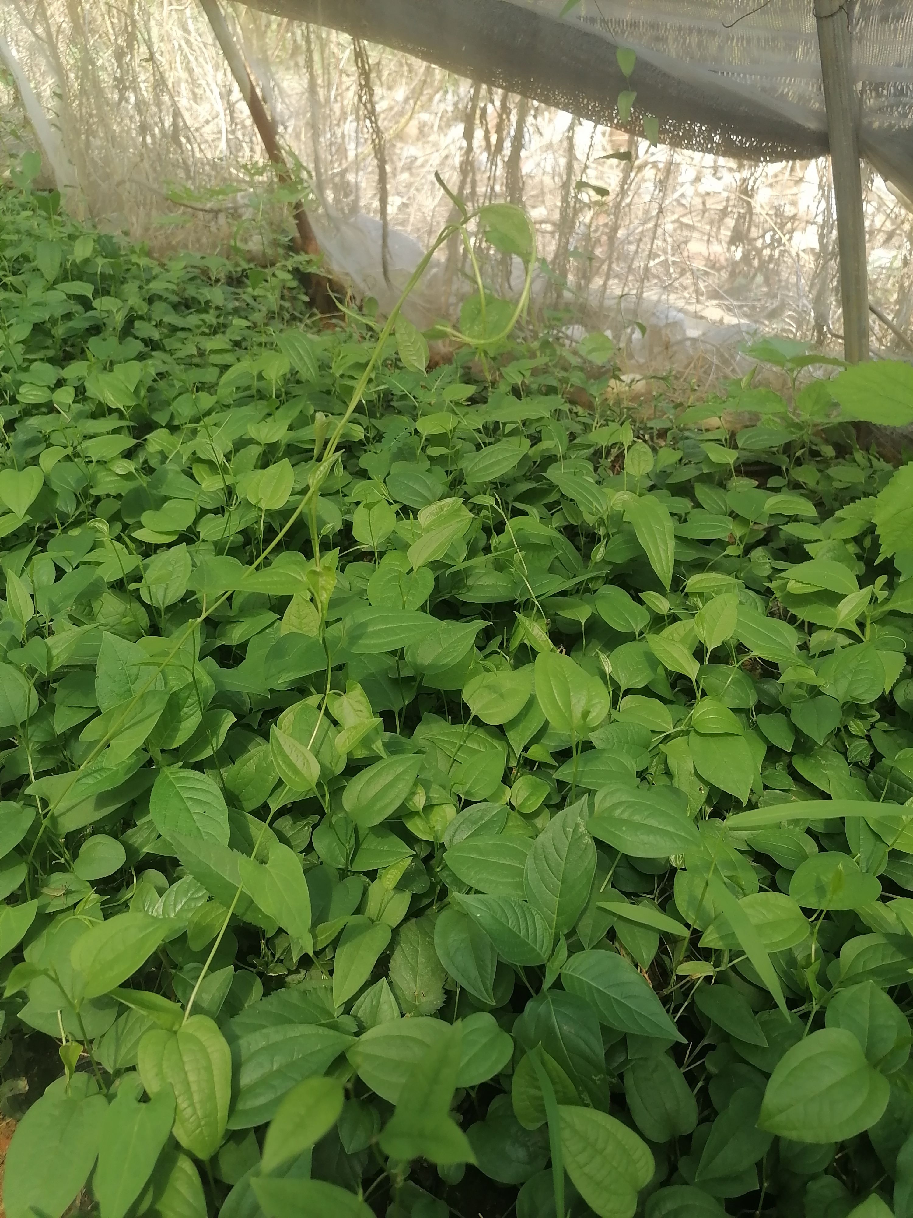 牛尾菜种苗 牛尾蕨菜种苗