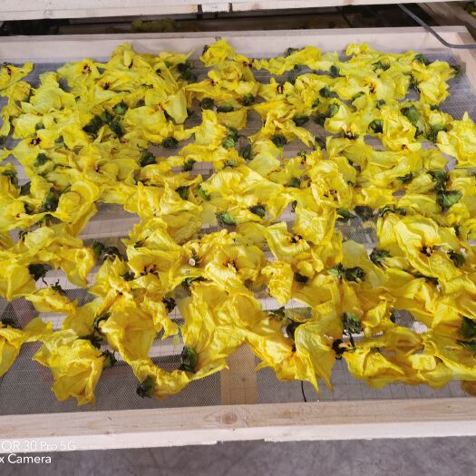 亳州黄蜀葵花     量大从优  产地一手货源