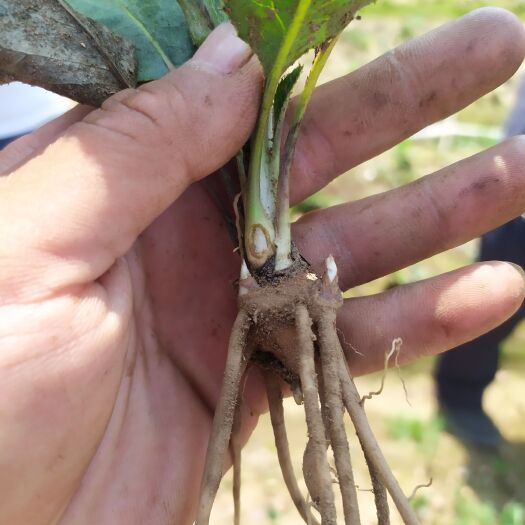 青龙县苍术种苗  纯正朱砂点北苍术