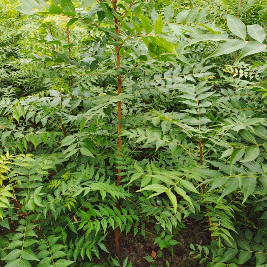 黄连木，黄连木树苗地径0.3一2公分有现货供应！