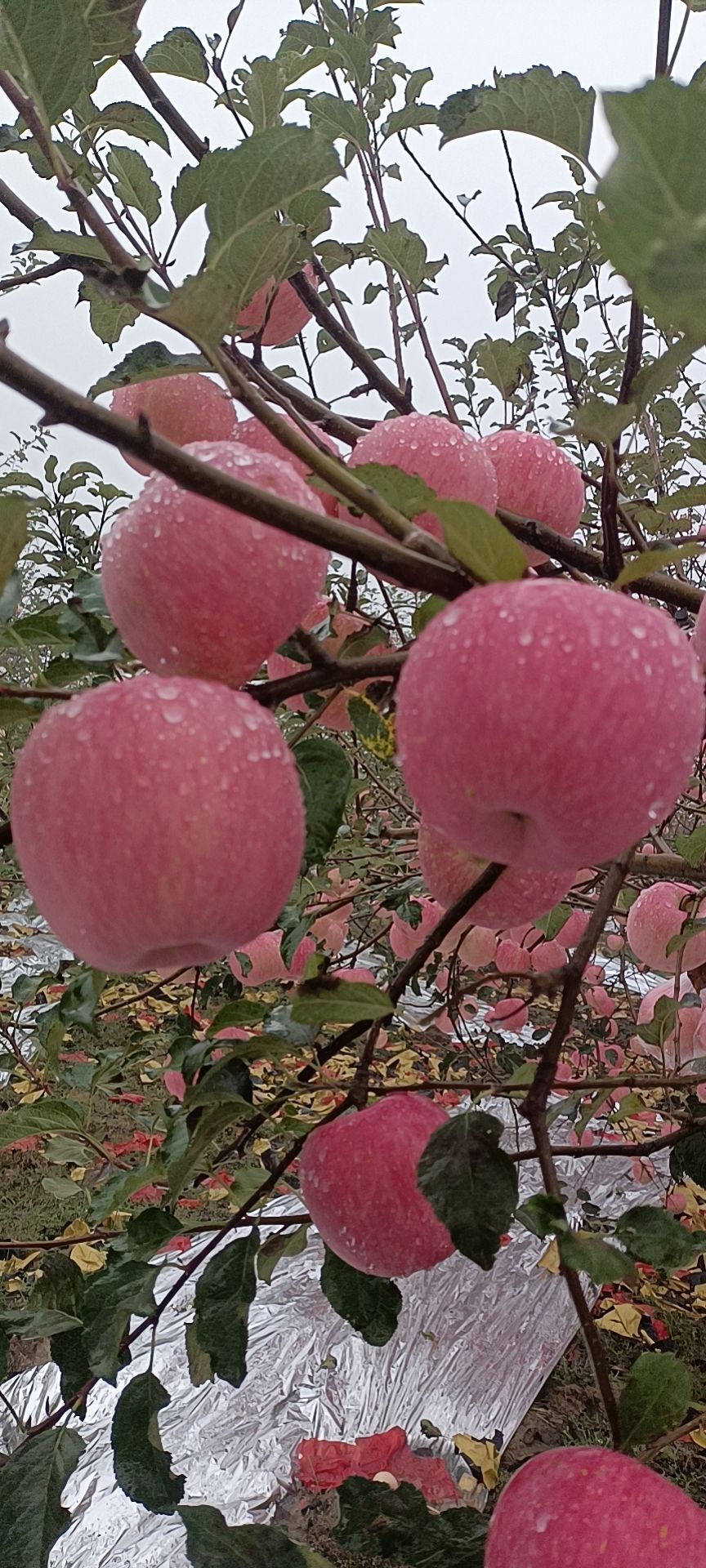 陕西延安洛川水晶红富士苹果 大果 包邮