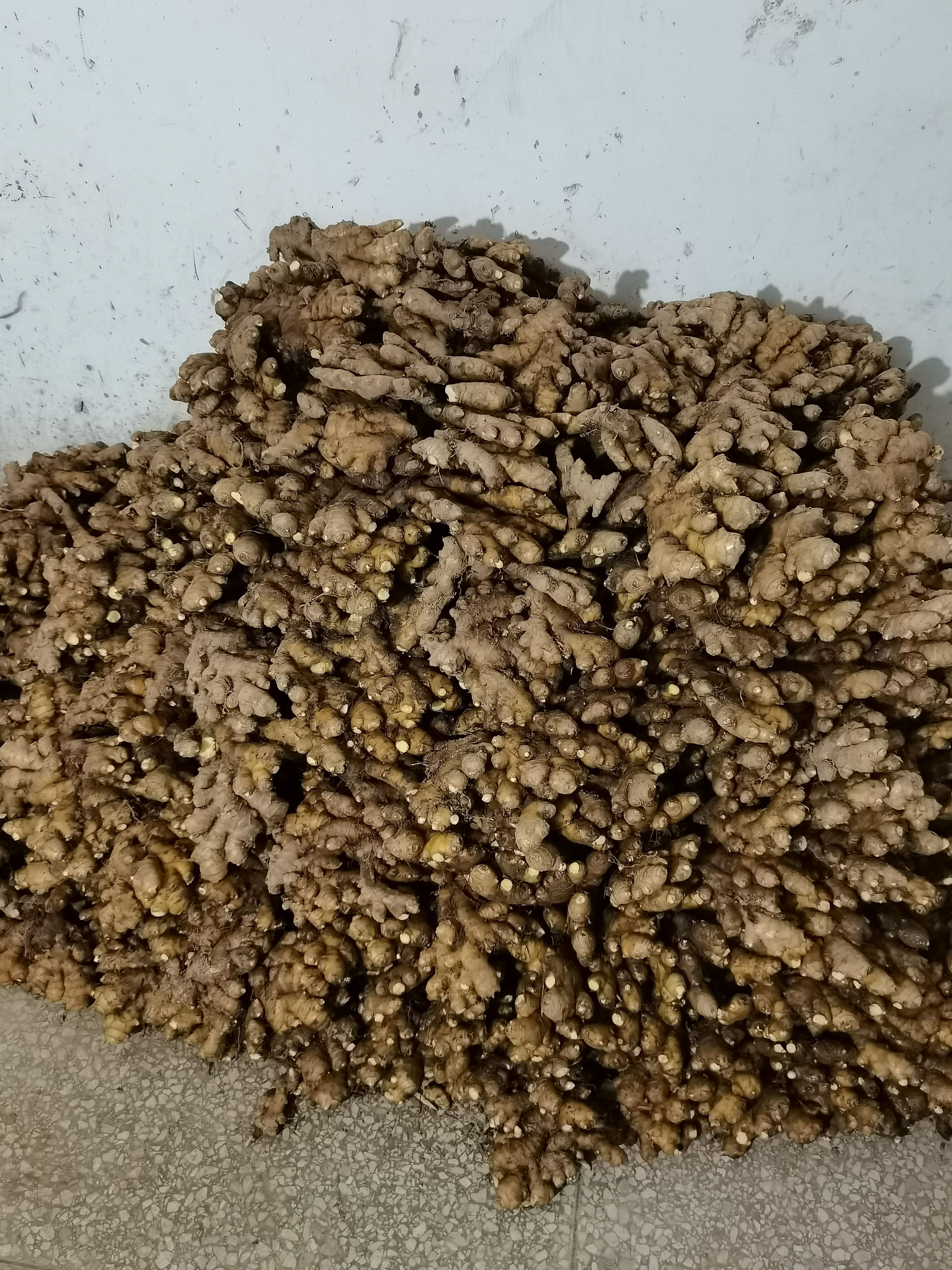 双牌瑶乡高山虎爪姜辣味十足老姜做菜煲水养生