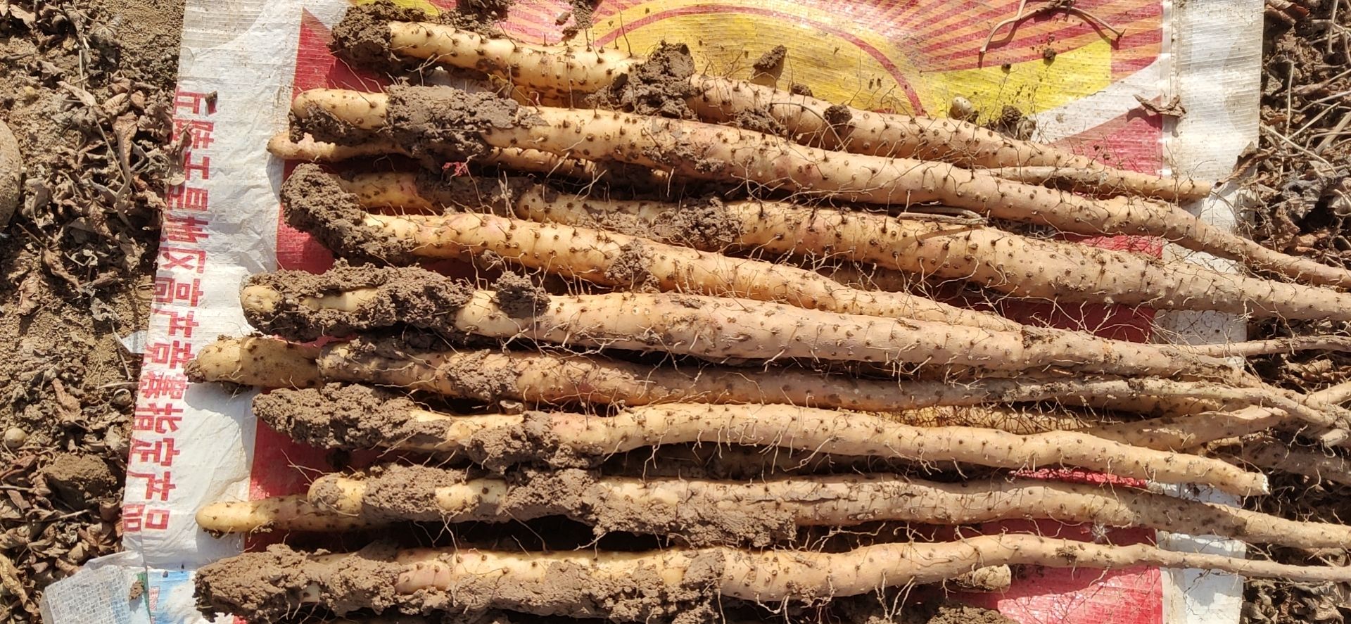 自家种植的温县垆土铁棍山药，