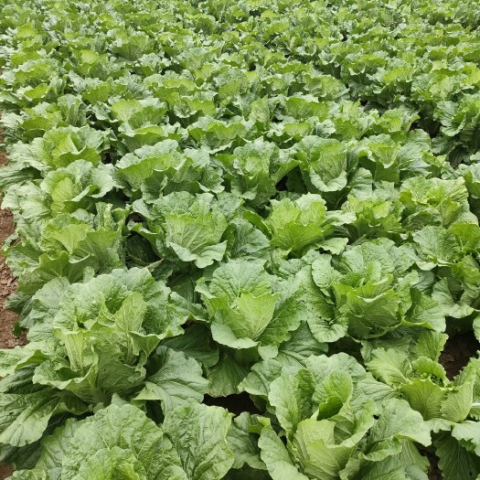 嘉鱼县白菜大量上市中，质量很好，欢迎各位老板提前联系