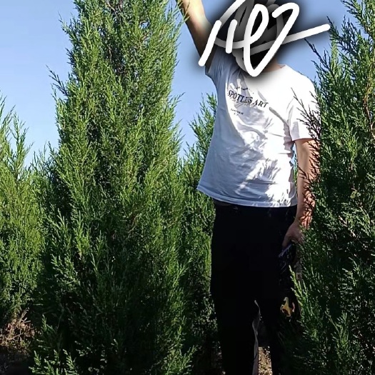 西和县 刺柏蜀柏