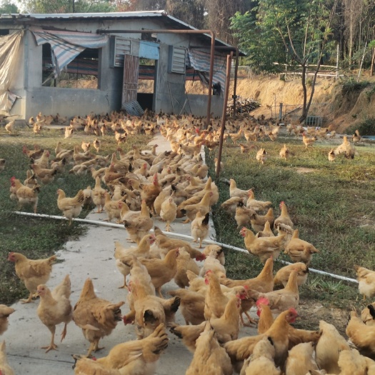 始兴县三黄鸡苗  半斤正宗土鸡活苗活鸡 做足疫苗农家散养包邮脱温鸡苗幼鸡青年鸡