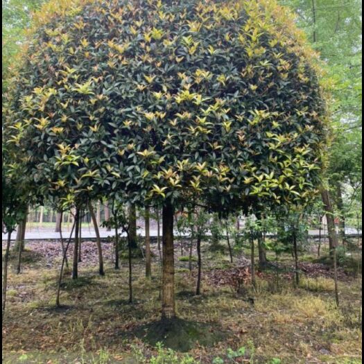 潢川县桂花，金桂，丹桂