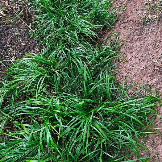 安岳县麦冬草  草皮麦冬