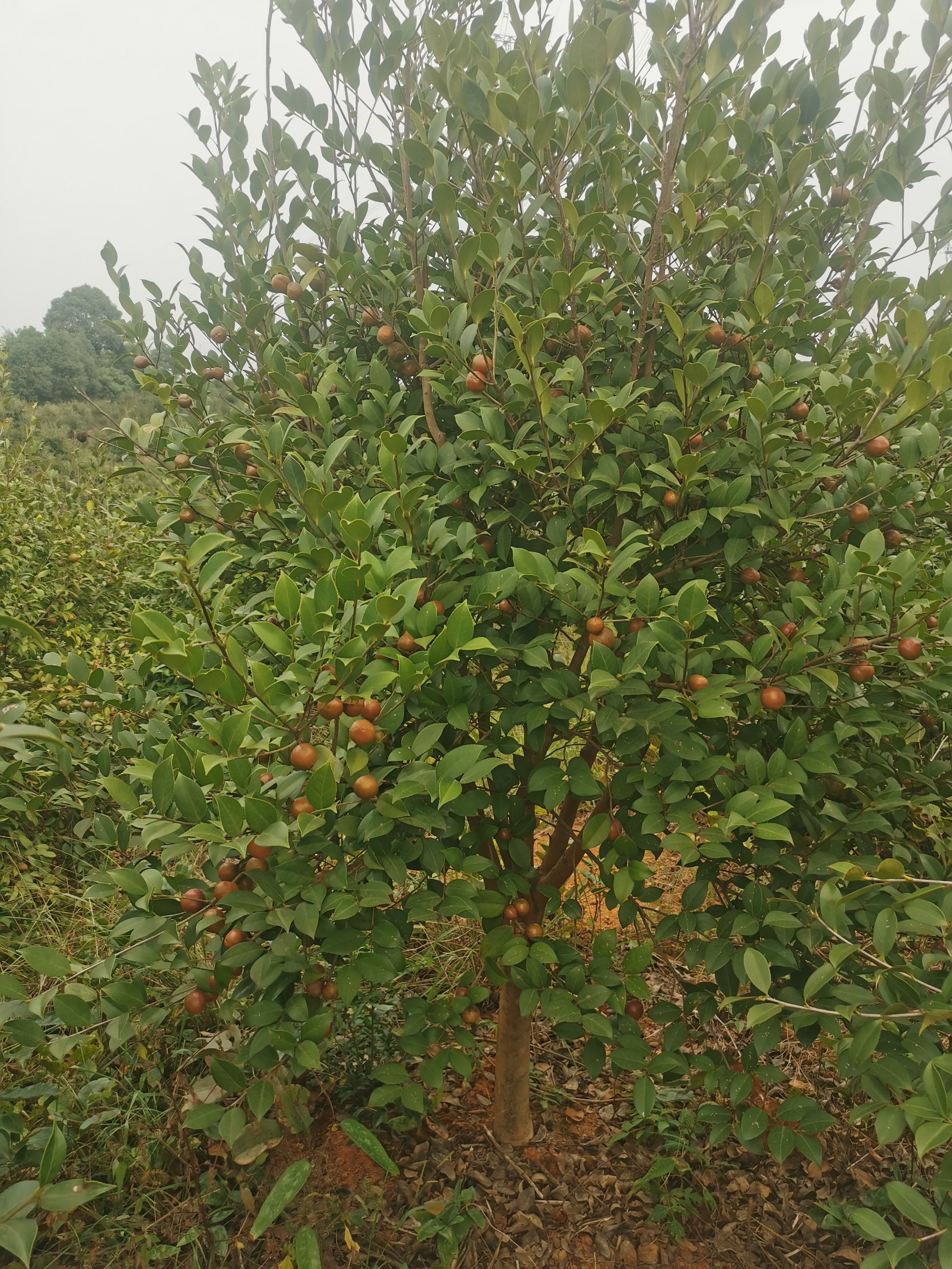 野生油茶籽   湖南油 500吨油茶青果上市，，树龄12年，