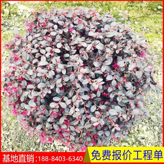 成都红花继木  红继木球  红继木袋苗 红继木毛球基地直供