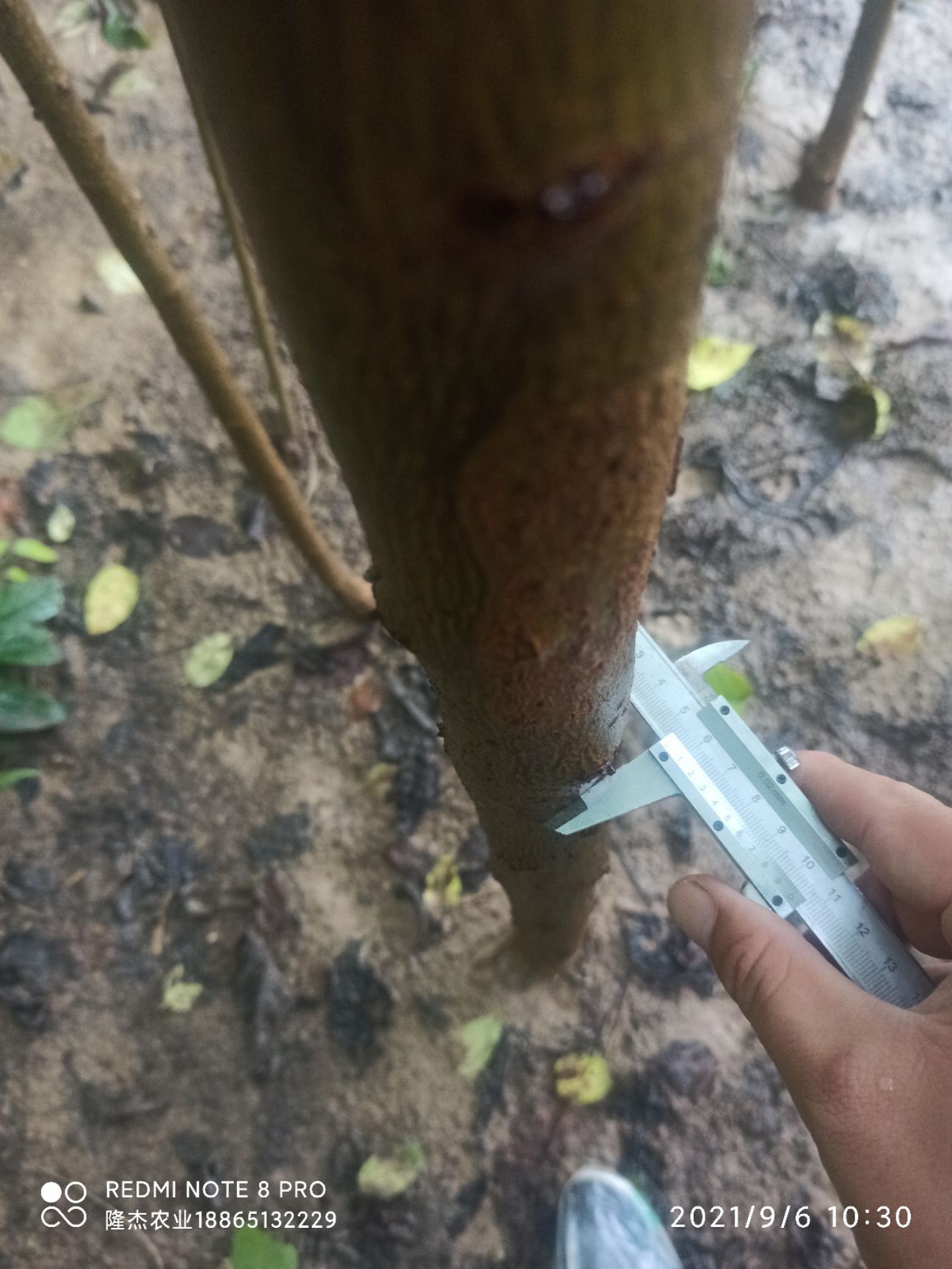 杜仲苗 低价出售米3-4公分杜仲树苗