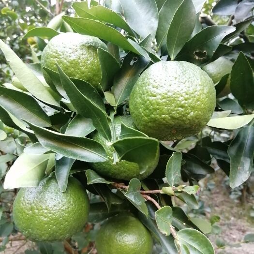 尤溪县椪柑 芦柑