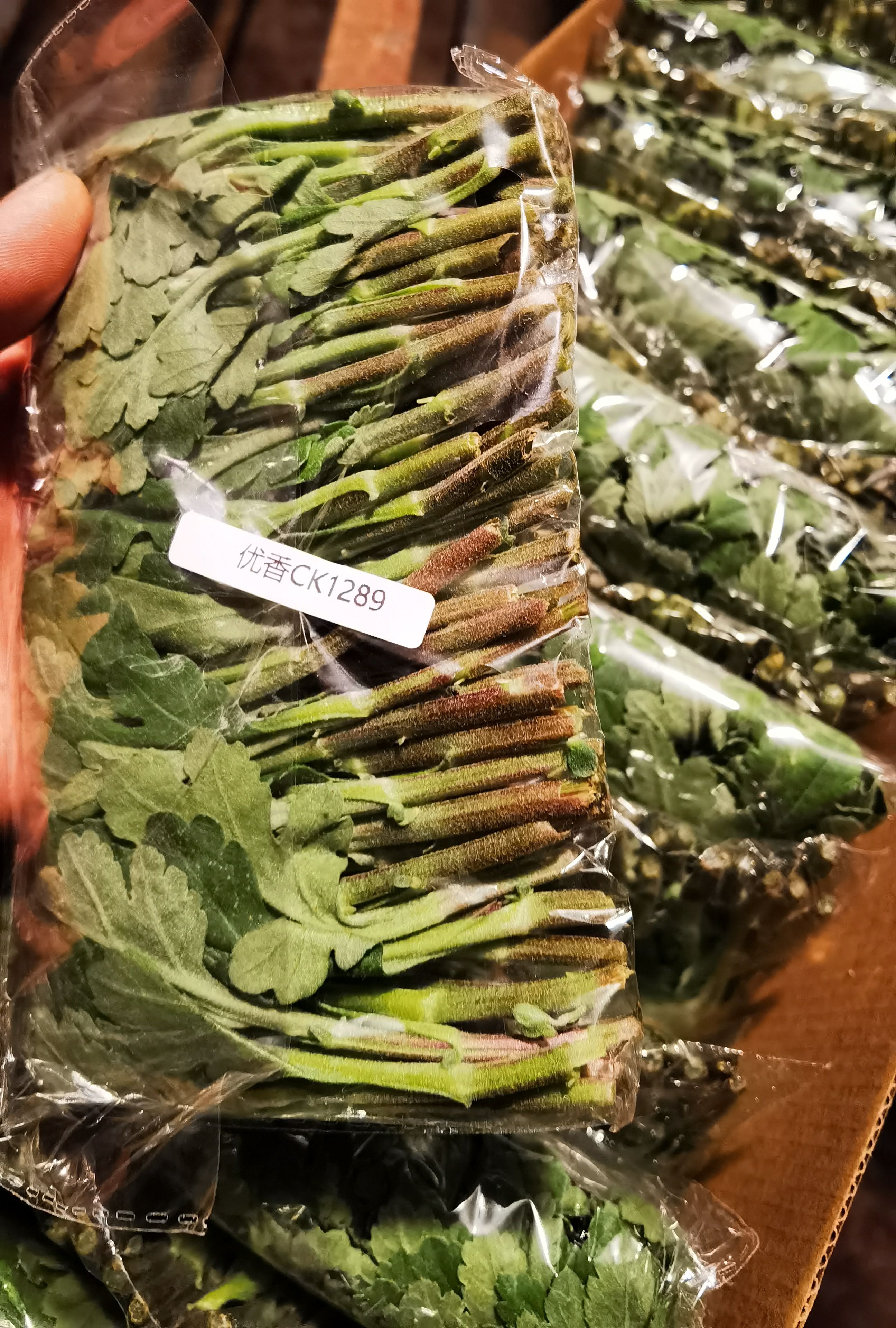 白菊花苗 大量供应菊花苗切花菊花苗