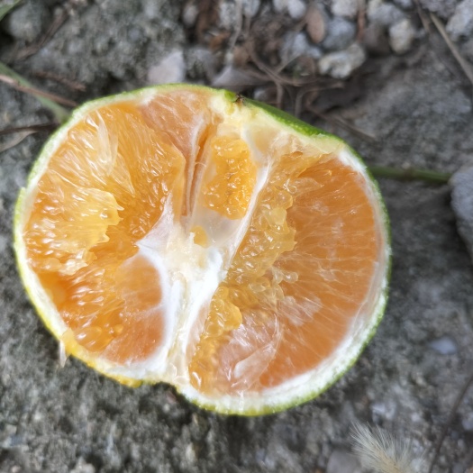 【推荐】九月红脐橙    湖北秭归脐橙，一年四季供应。