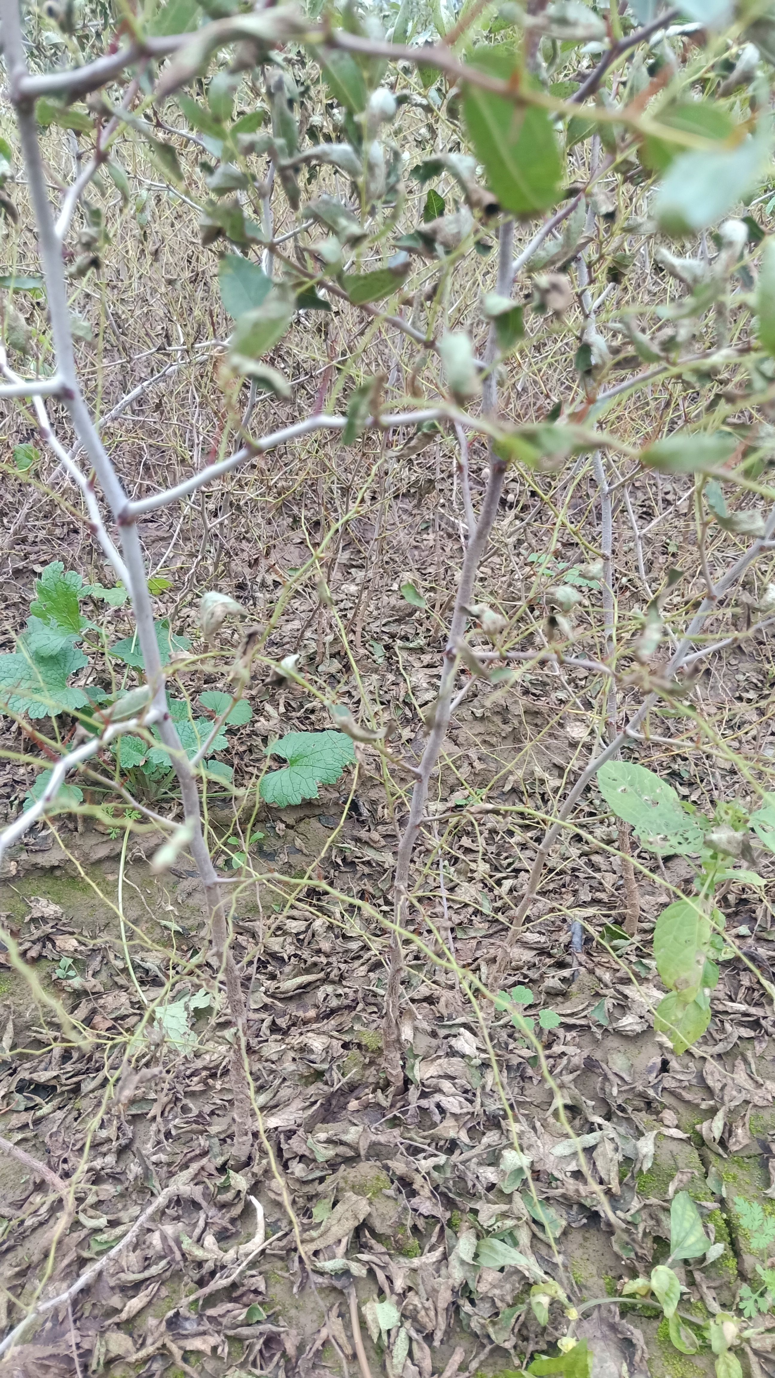 高产酸枣苗绛县酸枣苗基地直销