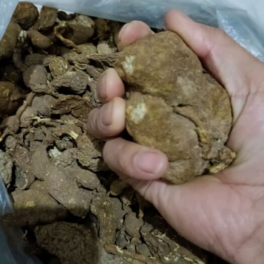 城固县金果榄  出售地苦胆，。