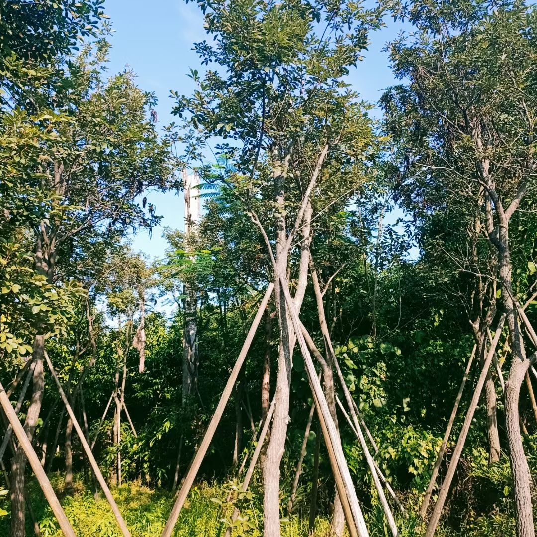 黄花风铃木 多花风铃木
