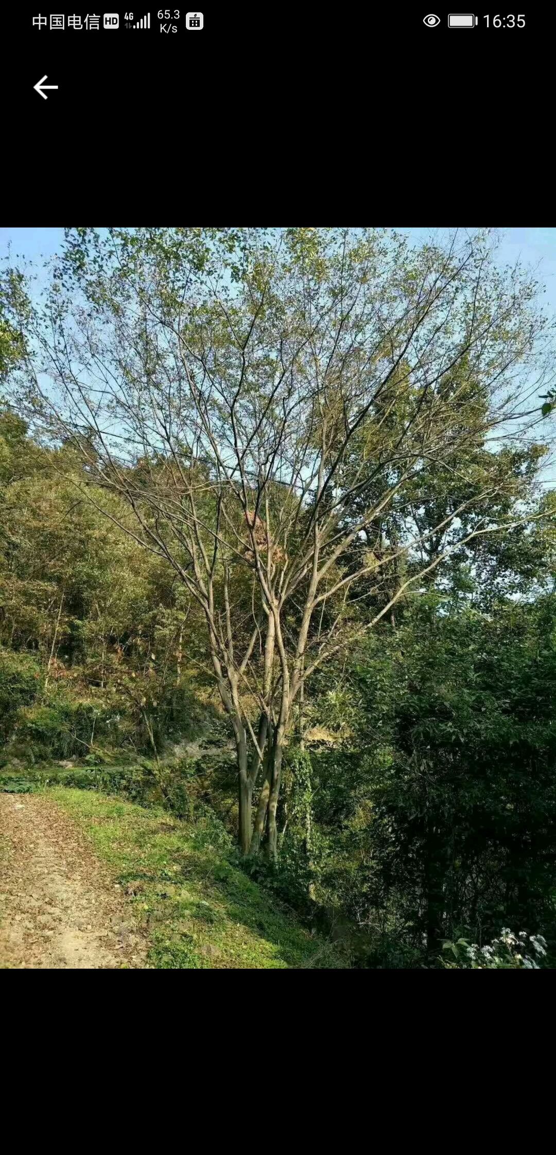 小叶朴  15-60公分大朴树