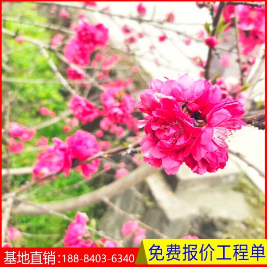 成都碧桃  红叶碧桃  规格齐全四川基地供应