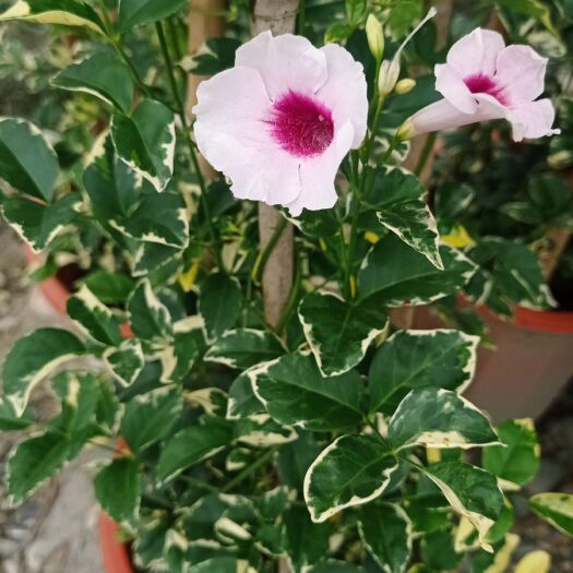 成都凌霄苗 花叶凌霄