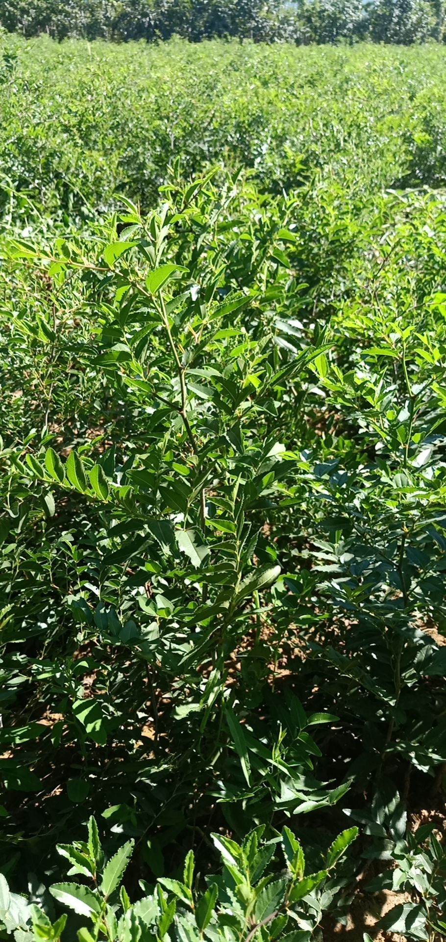 高产酸枣苗绛县酸枣苗基地直销