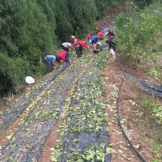 营山县佛手苗枝条 可嫁接可扦插 新鲜枝条 成活率高