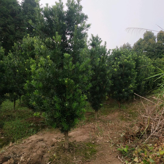 奉新县4公分罗汉松