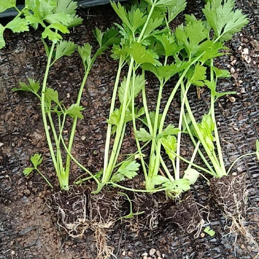 寿光市改良芹菜苗